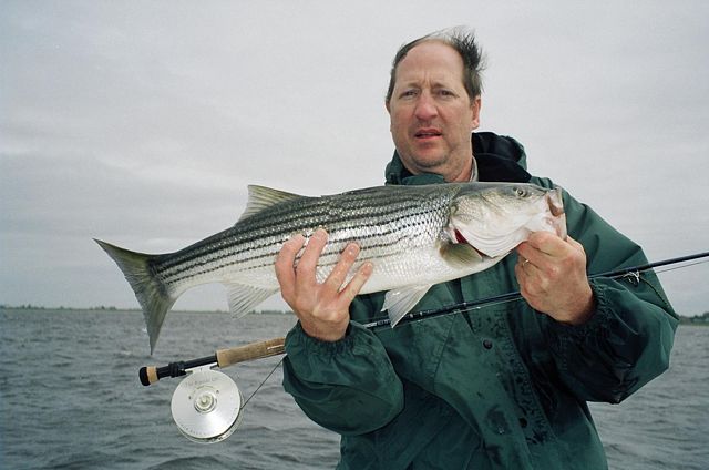 Massachusetts striper guides