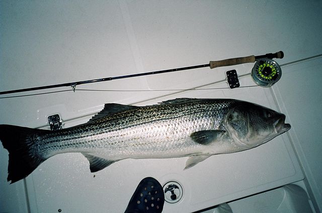 Merrimack River Striper