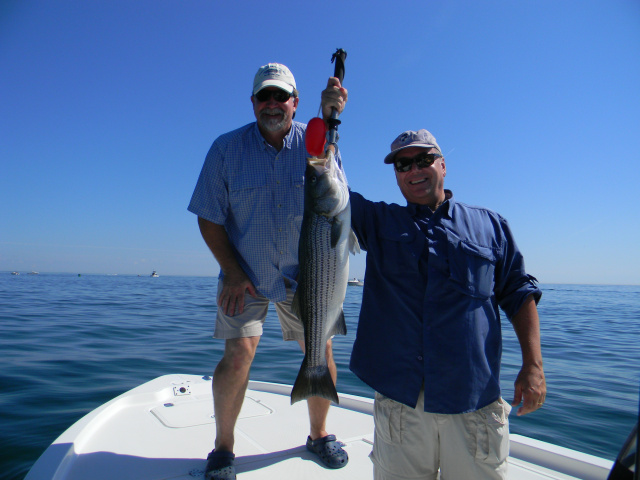 Plum Island striped bass