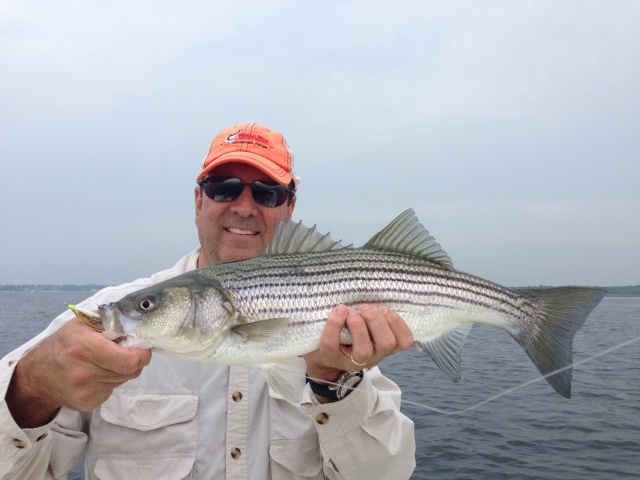 fly fishing striped bass
