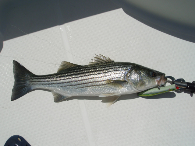 Plum Island Sound Charter