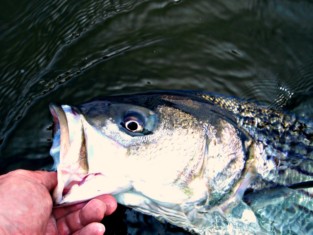 Merrimac River striped bass